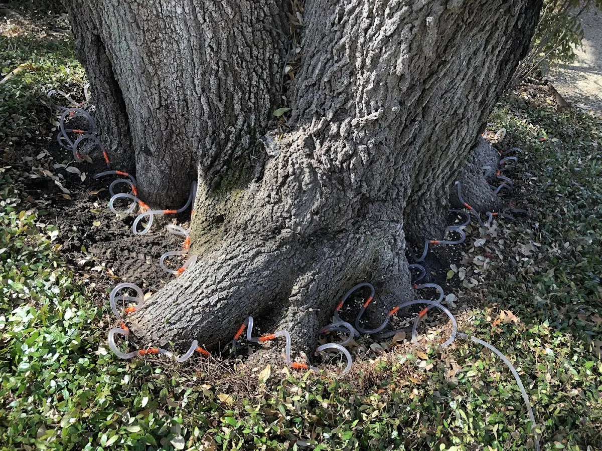 Detailed Tree Cabling and Bracing job site in Barton